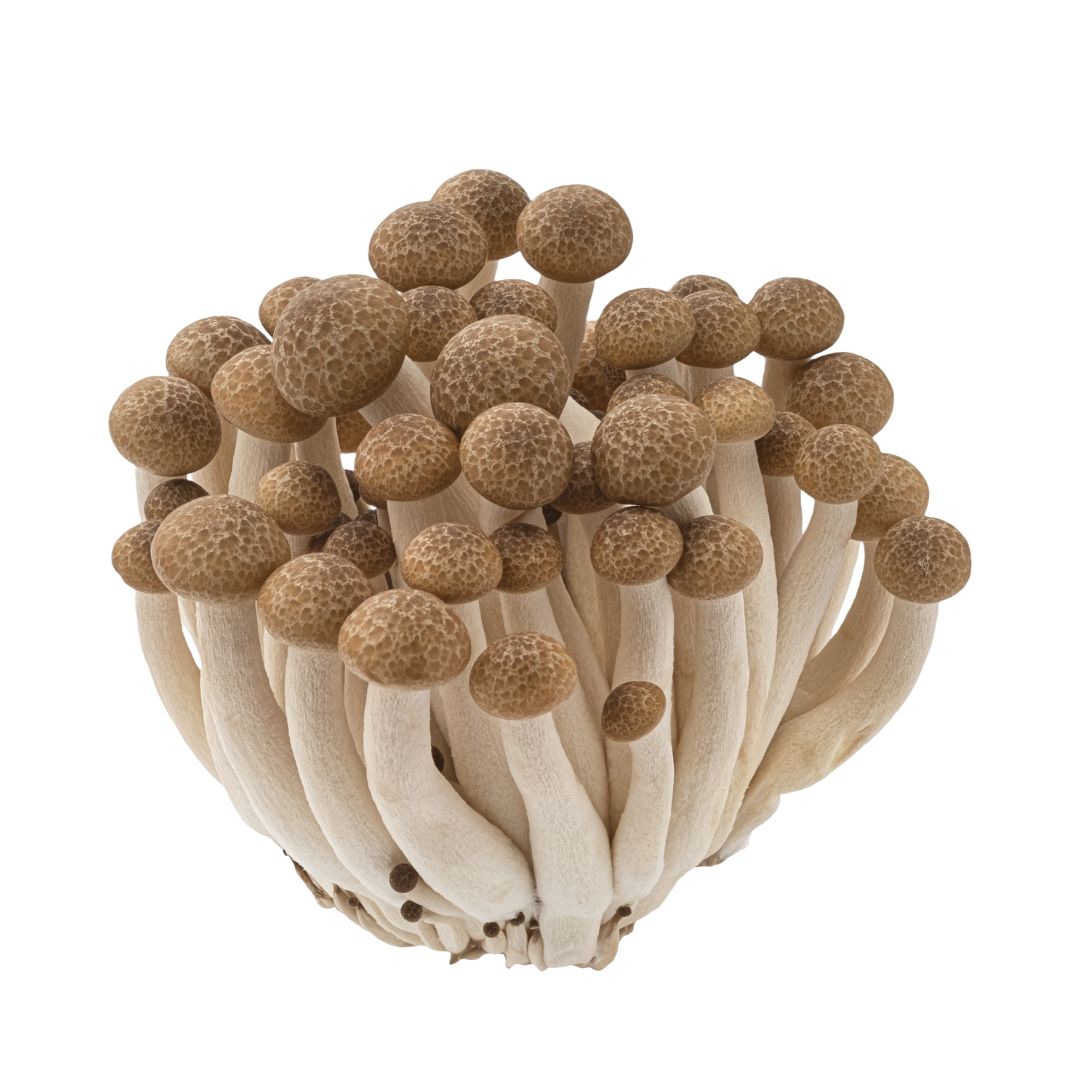 Brown Shimeji Mushroom