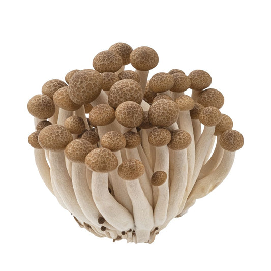 Brown Shimeji Mushroom