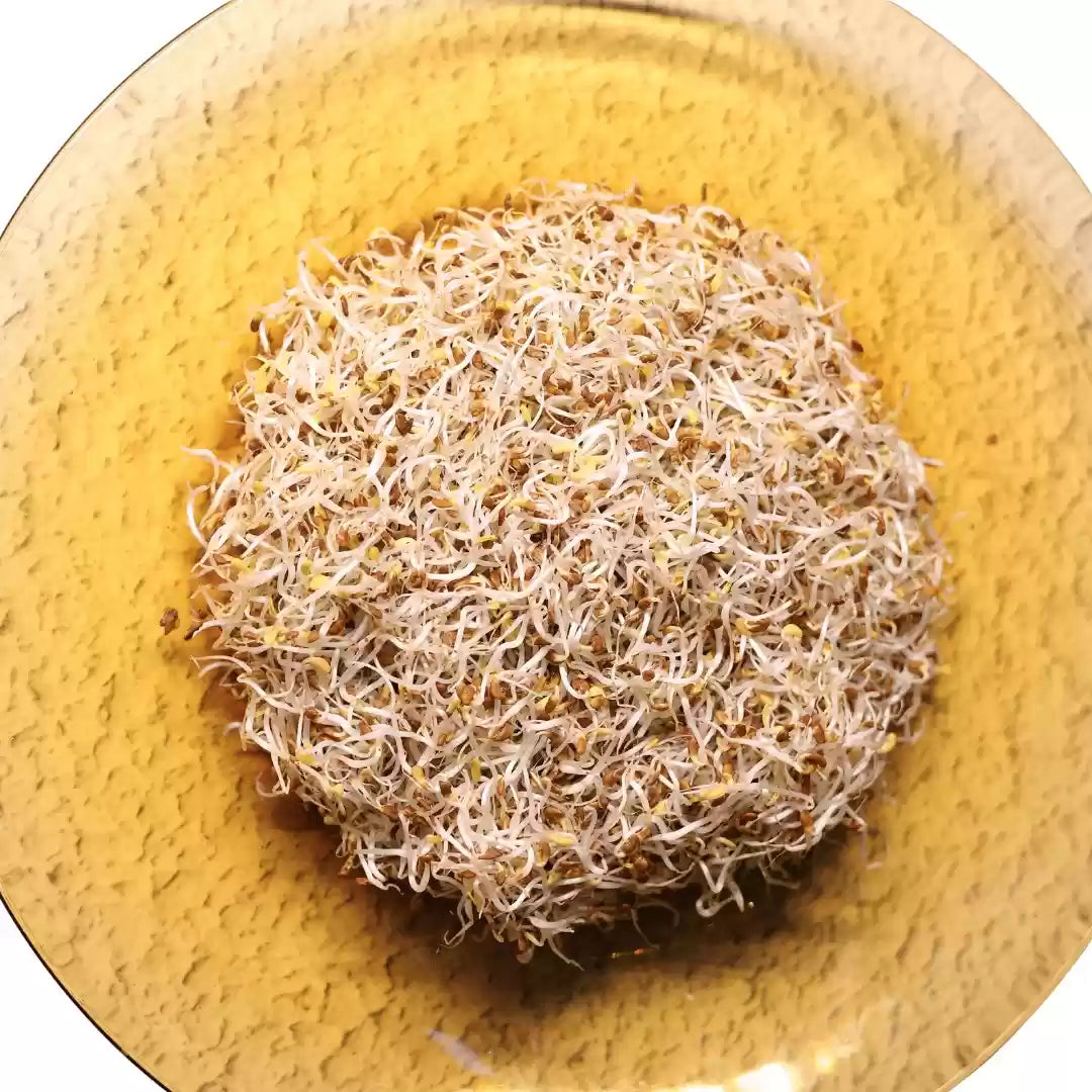 Alfa Sprouts