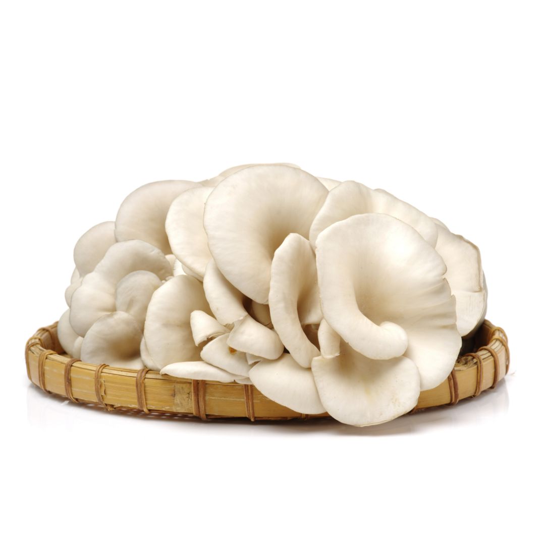 Oyster Mushroom