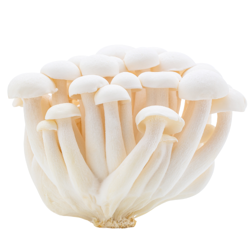 White Shimeji Mushroom